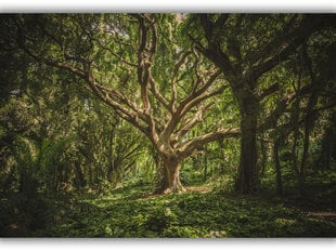 Paveikslas Senovinis medis, 100x70 cm kaina ir informacija | Reprodukcijos, paveikslai | pigu.lt