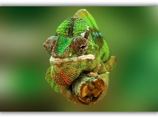 Paveikslas Chameleonas, 100x70 cm kaina ir informacija | Reprodukcijos, paveikslai | pigu.lt