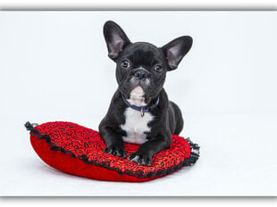 Paveikslas Šuniukas ant pagalvės, 100x70 cm kaina ir informacija | Reprodukcijos, paveikslai | pigu.lt