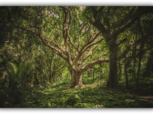 Paveikslas Senovinis medis, 60x80 cm kaina ir informacija | Reprodukcijos, paveikslai | pigu.lt