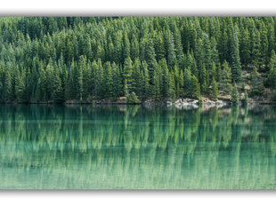 Paveikslas Kanados miškai, 60x80 cm kaina ir informacija | Reprodukcijos, paveikslai | pigu.lt