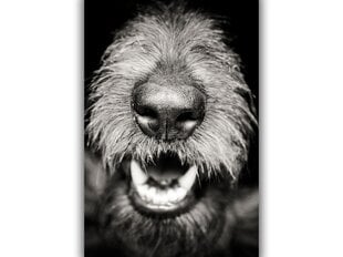 Paveikslas Šuns nosis, 60x80 cm kaina ir informacija | Reprodukcijos, paveikslai | pigu.lt