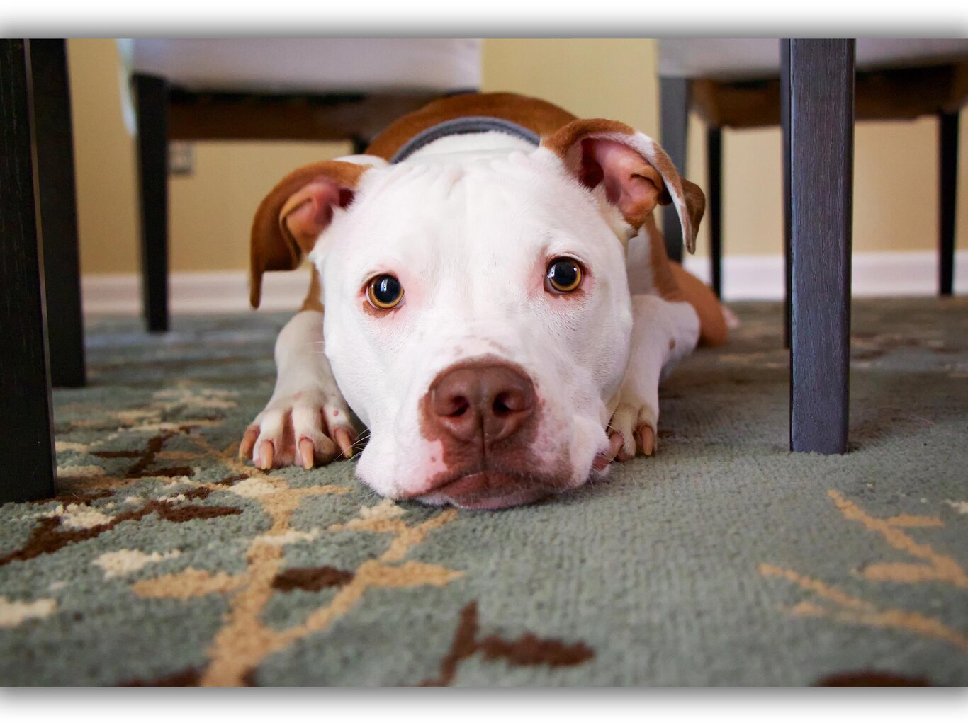 Paveikslas Draugiškas šuo, 40x60 cm kaina ir informacija | Reprodukcijos, paveikslai | pigu.lt