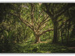 Paveikslas Senovinis medis, 30x40 cm kaina ir informacija | Reprodukcijos, paveikslai | pigu.lt