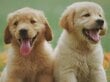 Paveikslas Du šuniukai, 30x40 cm kaina ir informacija | Reprodukcijos, paveikslai | pigu.lt