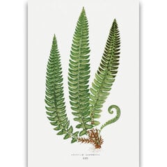 Plakatas Papartis, 59x84 cm (A1), kaina ir informacija | Reprodukcijos, paveikslai | pigu.lt