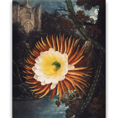 Plakatas Night-Blowing Cereus, 59x84 cm (A1), kaina ir informacija | Reprodukcijos, paveikslai | pigu.lt