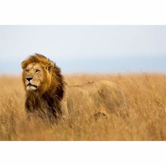 Fototapetai liūtas karalius kaina ir informacija | Fototapetai | pigu.lt