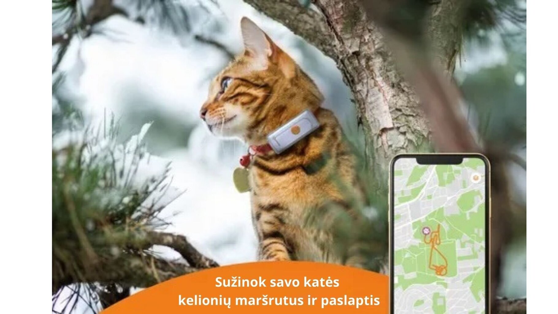 Kačių GPS sekiklis Weenect Cats 2 цена и информация | Pavadėliai, antkakliai, petnešos katėms | pigu.lt