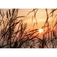 Fototapetai saulėlydis tarp smilgų kaina ir informacija | Fototapetai | pigu.lt