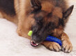 Šuns žaislas/dantų šepetėlis kaina ir informacija | Žaislai šunims | pigu.lt