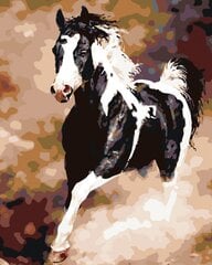 Kартины по номерам " Черно-белая лошадь" 40x50 G  KTMK-50349 цена и информация | Живопись по номерам | pigu.lt