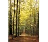 Dėlionė Eurographics, 6000-3846, Forest Path, 1000 d. kaina ir informacija | Dėlionės (puzzle) | pigu.lt