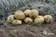 Sėklinės Bulvės Adora VFarm kaina ir informacija | Daržovių, uogų sėklos | pigu.lt