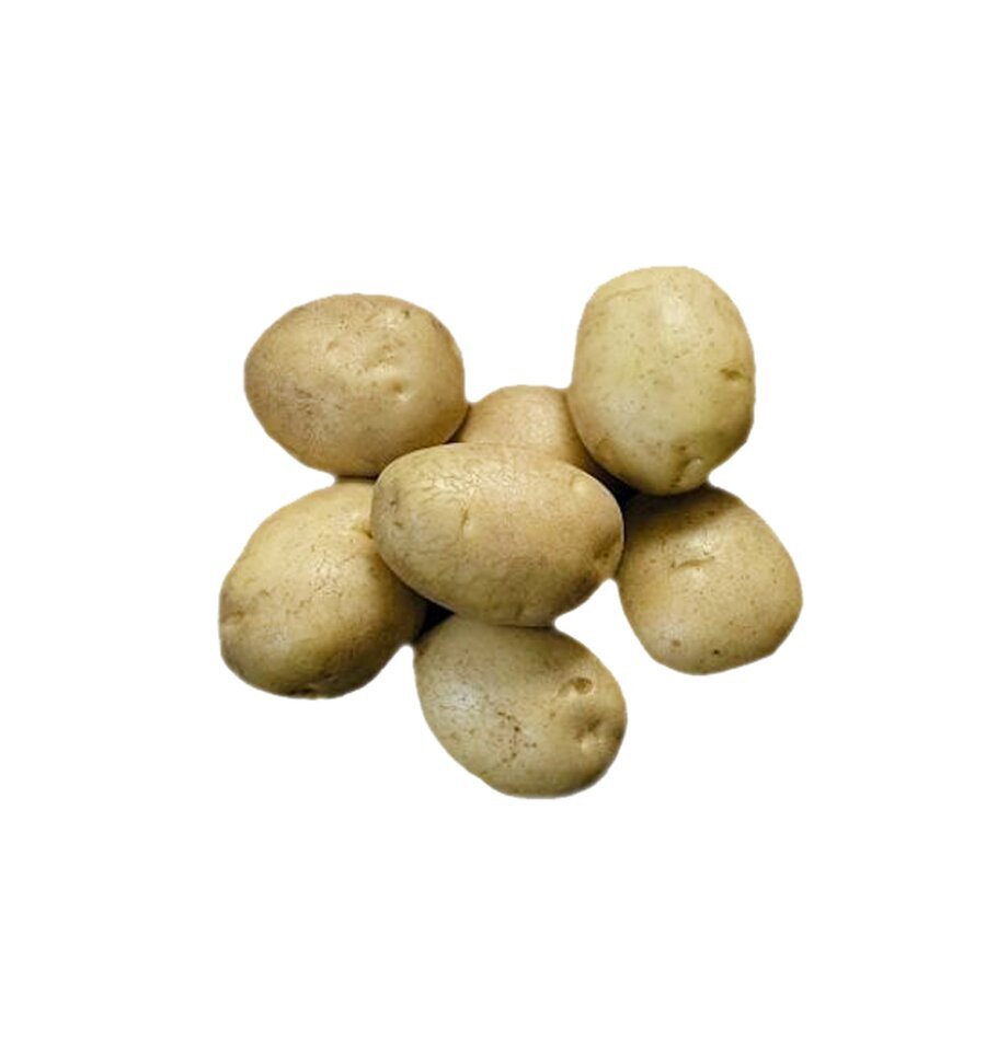 Sėklinės Bulvės Adora VFarm kaina ir informacija | Daržovių, uogų sėklos | pigu.lt