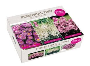 Kolekcija Trio Pink kaina ir informacija | Gėlių svogūnėliai | pigu.lt