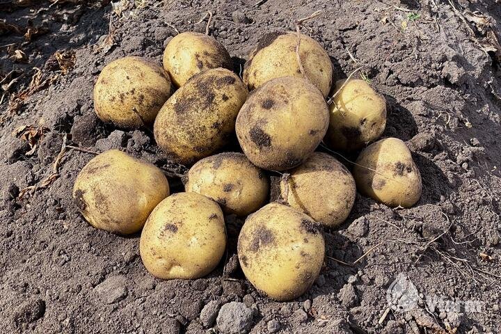 Sėklinės bulvės Karelia VFarm kaina ir informacija | Daržovių, uogų sėklos | pigu.lt