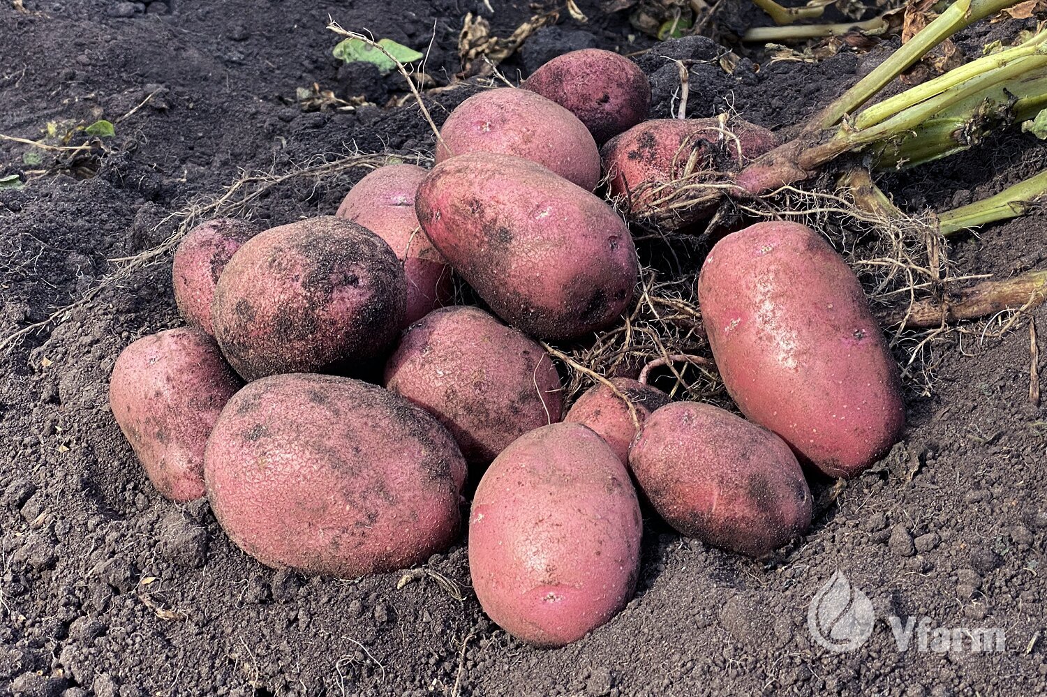 Sėklinės bulvės Alouette VFarm kaina ir informacija | Daržovių, uogų sėklos | pigu.lt