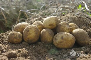 Sėklinės bulvės Vineta VFarm kaina ir informacija | Daržovių, uogų sėklos | pigu.lt