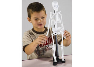 Anatominis modelis Edu-Toys Žmogaus skeletas, 46 cm kaina ir informacija | Lavinamieji žaislai | pigu.lt