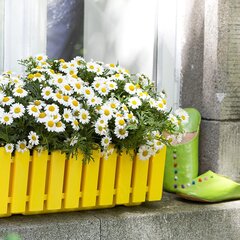 Dėžė gėlėms Landhaus su automatine laistymo sistema, 50x20x16,5 cm, kantri stiliaus, geltona kaina ir informacija | Loveliai | pigu.lt