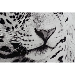 Картина DKD Home Decor, Леопард (100 x 2,5 x 100 cm) (2 шт.) цена и информация | Репродукции, картины | pigu.lt