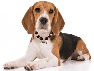 Ожерелье из бисера для кошек и собак без застежки цена и информация | Ошейники, подтяжки для собак | pigu.lt