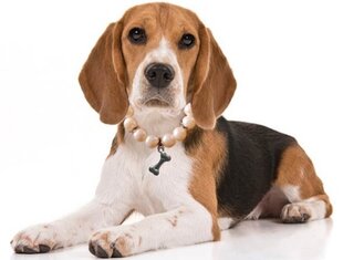 Ожерелье из бисера для кошек и собак без застежки цена и информация | Ошейники, подтяжки для собак | pigu.lt