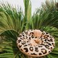 Pripučiamas ratas Swim Essentials Leopard, 0-1 m. kaina ir informacija | Pripučiamos ir paplūdimio prekės | pigu.lt