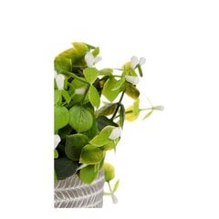 Декоративное растение Ibergarden (10 x 19 x 10 см) цена и информация | Искусственные цветы | pigu.lt