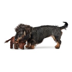 Hunter Tough Bizonas, 24 cm kaina ir informacija | Žaislai šunims | pigu.lt