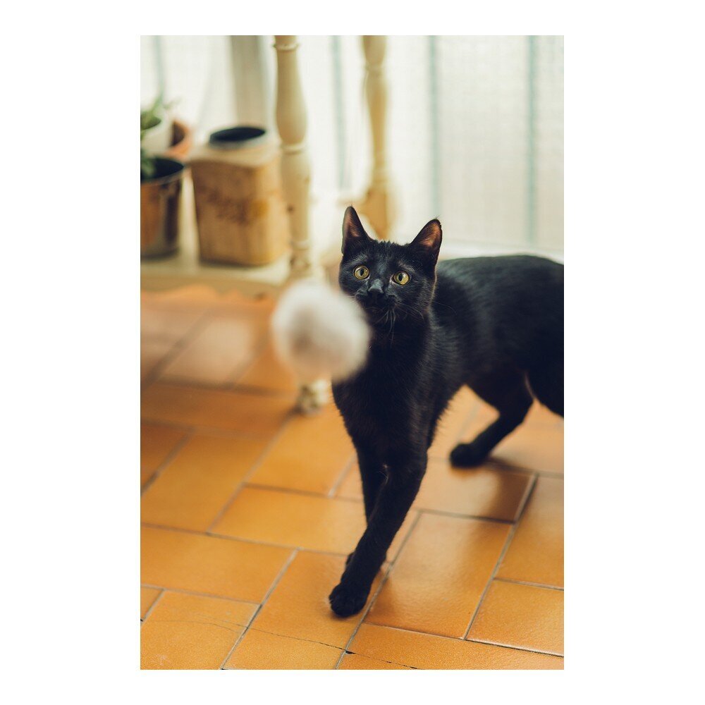 Žaislas katėms Gloria Cat Rod Gaudi, 6 cm kaina ir informacija | Žaislai katėms | pigu.lt
