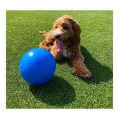 Šuns žaislas Company of Animals Boomer, mėlynas, 10 cm kaina ir informacija | Žaislai šunims | pigu.lt