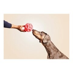 Šuns žaislas Gloria Kamuoliukas, 12 cm kaina ir informacija | Žaislai šunims | pigu.lt