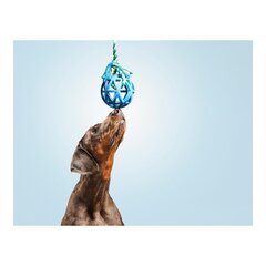 Прорезыватель для зубов для собак Gloria гриль Ассорти цветов (7 cm) (7 x 30 cm) цена и информация | Игрушки для собак | pigu.lt