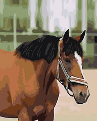 Kартины по номерам " Лошадь с белым лбом " 40x50 G Z5742 цена и информация | Живопись по номерам | pigu.lt