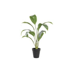 Декоративное растение DKD Home Decor Зеленый PE (25 x 25 x 57 cm) цена и информация | Искусственные цветы | pigu.lt