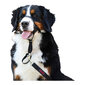 Company of Animals Halti šuns antsnukis, 35-48 cm, juodas цена и информация | Antkakliai, petnešos šunims | pigu.lt