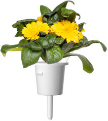 Click & Grow Smart Refill Бархатцы 3 шт. цена и информация | Семена цветов | pigu.lt