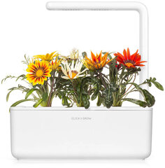 Gazanija Smart Garden Click & Grow Refill, 3 vnt kaina ir informacija | Gėlių sėklos | pigu.lt