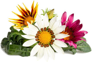 Gazanija Smart Garden Click & Grow Refill, 3 vnt kaina ir informacija | Gėlių sėklos | pigu.lt