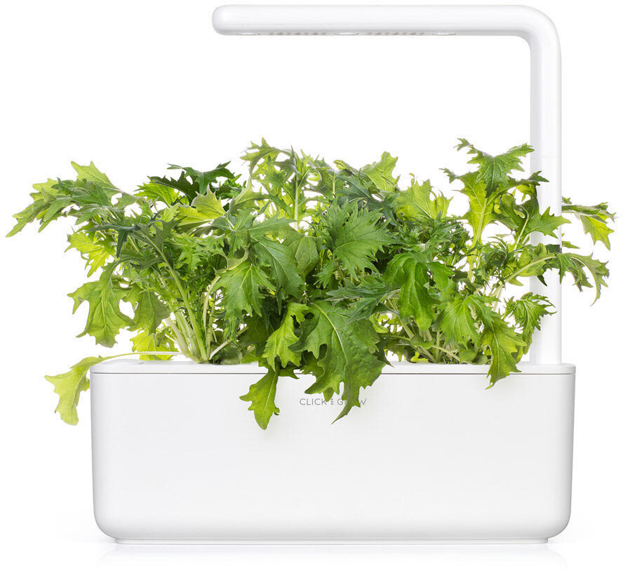 Garstyčios Mizuna Smart Garden Click & Grow, 3vnt kaina ir informacija | Prieskonių sėklos | pigu.lt