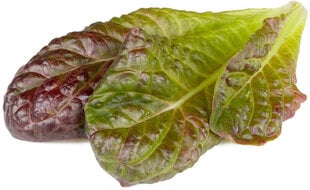 Raudonosios romaninės salotos Smart Garden Click & Grow Refill, 3 vnt kaina ir informacija | Daržovių, uogų sėklos | pigu.lt