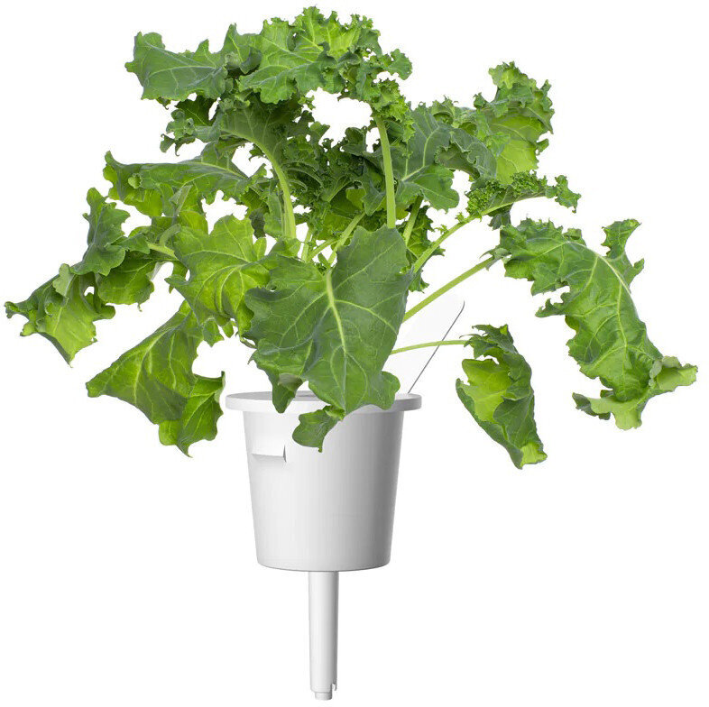 Salotos Kale Smart Garden Click & Grow, 3vnt kaina ir informacija | Daržovių, uogų sėklos | pigu.lt