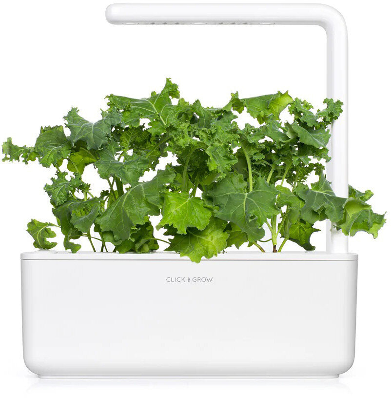 Salotos Kale Smart Garden Click & Grow, 3vnt kaina ir informacija | Daržovių, uogų sėklos | pigu.lt