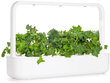 Salotos Kale Smart Garden Click & Grow, 3vnt kaina ir informacija | Daržovių, uogų sėklos | pigu.lt