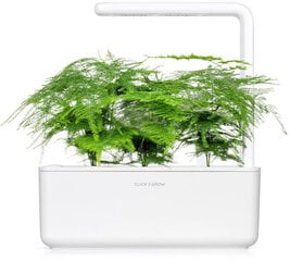 Click & Grow Smart Refill Спаржа щетинковидная 3p шт. цена и информация | Семена цветов | pigu.lt
