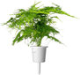 Papartis Smart Garden Click & Grow Refill, 3 vnt kaina ir informacija | Gėlių sėklos | pigu.lt