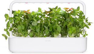 Citrininis bazilikas Smart Garden Click & Grow, 3 vnt kaina ir informacija | Prieskonių sėklos | pigu.lt