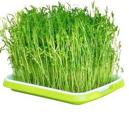 Mikrožalumynų auginimo padėklas Microgreens Tray kaina ir informacija | Vazonai | pigu.lt